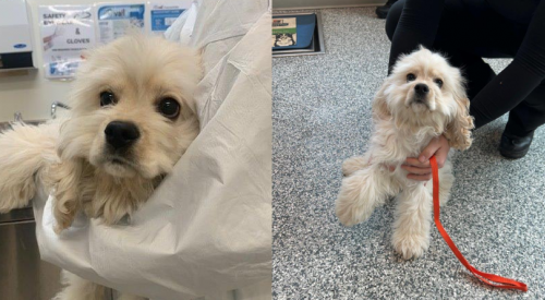 6-month-old puppy seized in Kelowna after reports of physical and psychological abuse