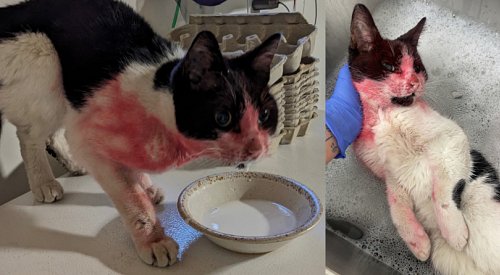 Cat found covered in paint after 40 days missing in Penticton