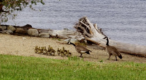 Kelowna weather: Sunny morning, chance of showers later