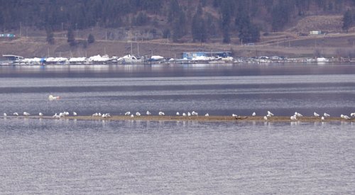 Kelowna weather: High of 8ºC, mainly cloudy