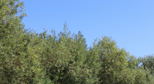 Sunny skies shatter temperature records across BC