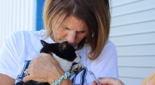 Cat that went missing on a BC Ferries sailing found after 2 weeks on the run