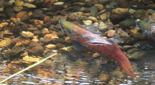 RDCO’s kikinee Festival celebrates the return of spawning salmon
