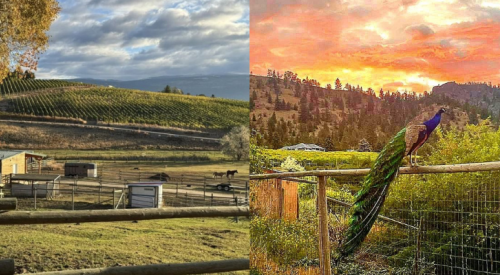 Peacocks at Summerland’s Critteraid Animal Sanctuary spared by CFIA