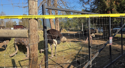 Arrest made at BC ostrich farm after alleged incursion onto property