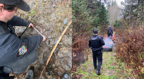 Quartet of captured grizzlies not linked to Bella Coola attack