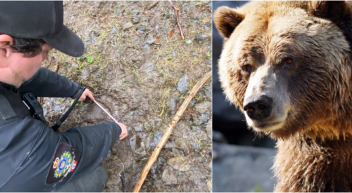Another 4 grizzlies captured by BC conservation officers as search for school attackers continues