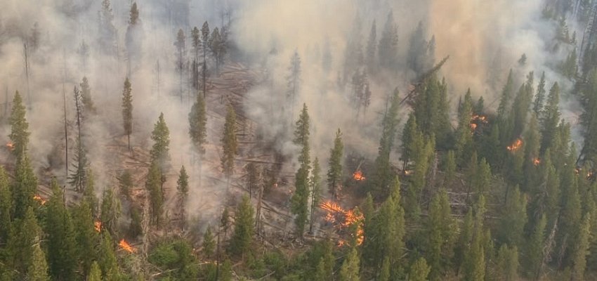 'We know what the solutions are': Is BC doing enough to manage its forests?
