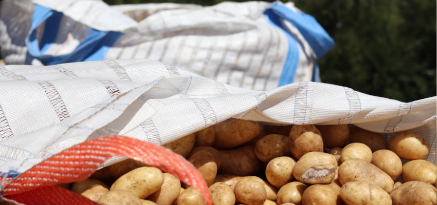 Vegetables get a second chance to shine in Kelowna’s first Ugly Potato Day