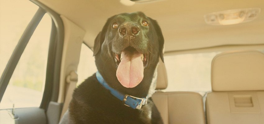 ‘Potentially fatal consequences’: Don’t be a moron and leave your dog in a hot car