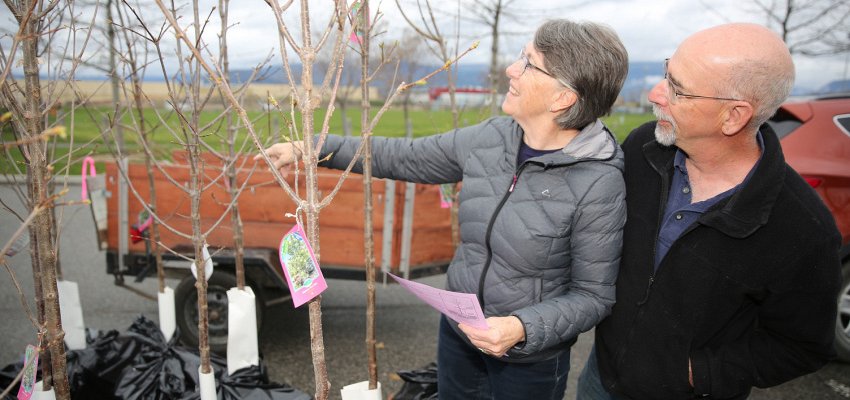 Tree-purchasing programs return for spring editions in Kelowna and West Kelowna